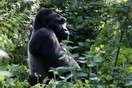 Uganda. Bwindi Impenetrable National Park, gorilla