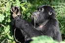 Uganda. Bwindi Impenetrable National Park, gorilla
