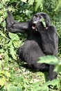 Uganda. Bwindi Impenetrable National Park, gorilla