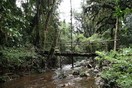 Uganda. Bwindi Impenetrable National Park, bridge across a stream.