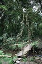 Uganda. Bwindi Impenetrable National Park, bridge across a stream.