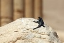 Syria.  Palmyra,  a  lizard.