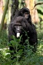 Уганда, национальный парк Бвинди, гориллы