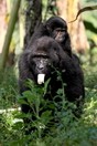 Uganda. Bwindi Impenetrable National Park, gorillas