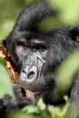 Uganda. Bwindi Impenetrable National Park, gorilla
