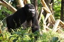 Uganda. Bwindi Impenetrable National Park, gorilla