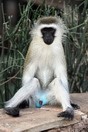Kenya. Amboseli National Park, a monkey