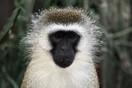 Кения, национальный парк Амбосели, обезьяна