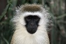 Kenya. Amboseli National Park, a monkey