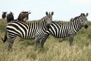 ��������, ������������ ���� ���������, �����