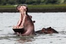 Kenya. Lake Nakuru National Park, hippopotami