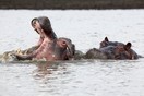 Kenya. Lake Nakuru National Park, hippopotami