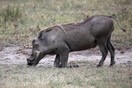 Tanzania. Ngorongoro  Conservation  Area