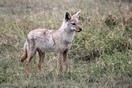Tanzania. Ngorongoro  Conservation  Area