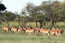 Tanzania. Serengeti National park
