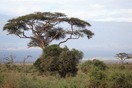 Кения, национальный парк Амбосели