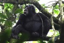 Uganda. Chimpanzee