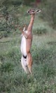 Ethiopia. Gerenuk (Litocranius walleri).