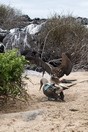 �������, ������������� ������� (������ Española), ����������� ����� (Sula nebouxii)