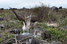 �������, ������������� ������� (������ Española), ����������� ����� (Sula nebouxii)