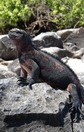 Ecuador. The Galapagos Islands (Española Island).