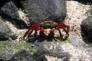 Ecuador. The Galapagos Islands (Española Island).