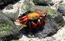 Ecuador. The Galapagos Islands (Española Island).
