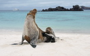 Ecuador. The Galapagos Islands (Española Island), sea lions.