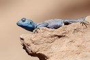 Jordan, a lizard