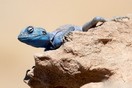 Jordan, a lizard