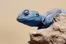 Jordan, a lizard
