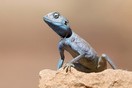 Jordan, a lizard