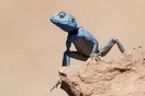 Jordan, a lizard