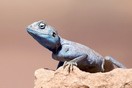 Jordan, a lizard