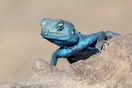 Jordan, a lizard