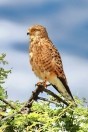 Namibia. Etosha National Park. Smaller Falcons (  Greater Kestrel )