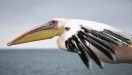 Намибия,  природный заповедник  Walvis Bay, пеликан.