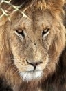 Tanzania. Serengeti National park, lion