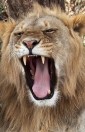 Tanzania. Serengeti National park, lion