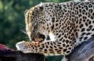 Namibia. Leopard,  Kamangab Private Nature Reserve.