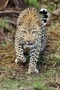 Намибия,  леопард,  частный заповедник  Dusternbrook Safari Guestfarm.