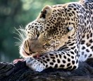 Намибия,  леопард, частный заповедник  Kamangab.