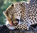Намибия,  леопард, частный заповедник  Kamangab.