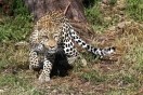 Namibia.  Dusternbrook Safari Guestfarm. Leopard.