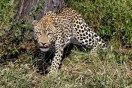Намибия,  леопард,  частный заповедник  Dusternbrook Safari Guestfarm.