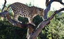 Namibia. Leopard,  Kamangab Private Nature Reserve.