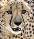 Намибия,  гепард,  частный заповедник  Dusternbrook Safari Guestfarm.