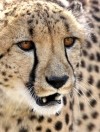 Намибия,  гепард,  частный заповедник  Dusternbrook Safari Guestfarm.