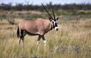 Namibia. Etosha National Park. Oryx  gazella.