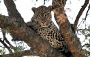 Tanzania. Serengeti National park, leopard